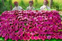 ببینید| غذای روستایی در هند؛ تهیه میلک شیک با 40 کیلو دراگون فروت و پخت خوراک کاری مرغ