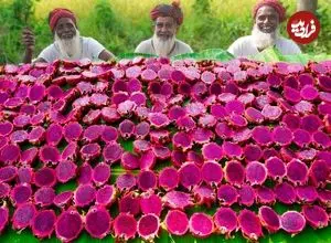 ببینید| غذای روستایی در هند؛ تهیه میلک شیک با 40 کیلو دراگون فروت و پخت خوراک کاری مرغ