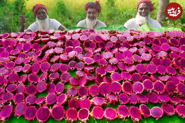 ببینید| غذای روستایی در هند؛ تهیه میلک شیک با 40 کیلو دراگون فروت و پخت خوراک کاری مرغ