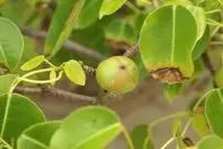 (عکس) نزدیکی به این درخت  عجیب به قیمت جانتان تمام می‌شود!