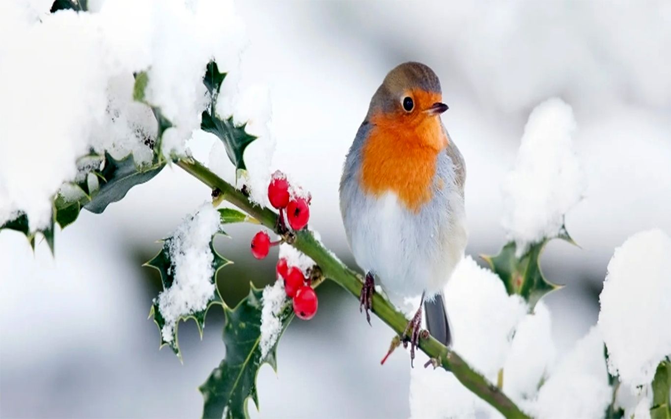 (ویدئو) یخ‌زدگی حیرت‌انگیز پرندگان به علت سرما