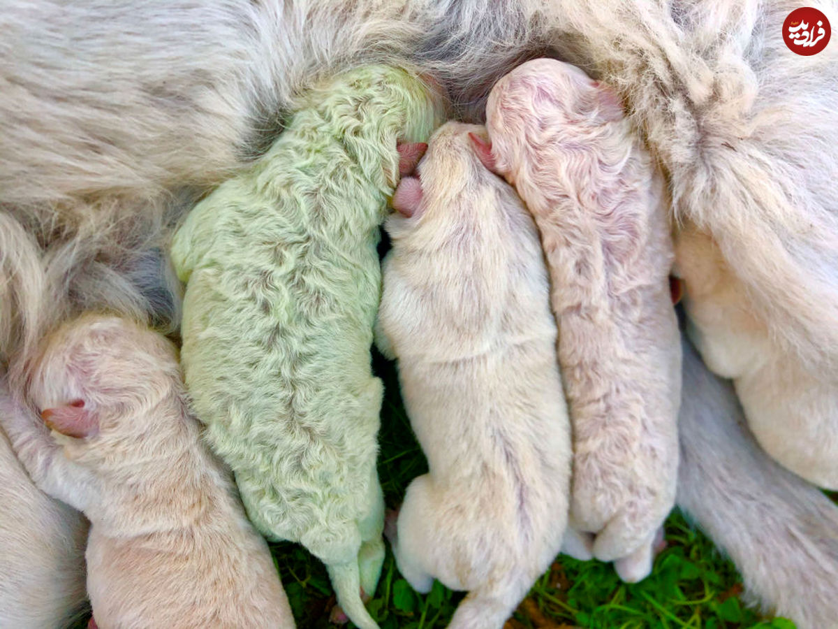 تصاویر/ تولد سگ با موی سبز