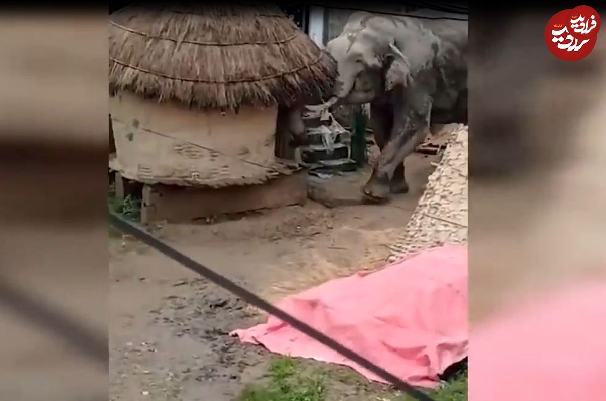(ویدئو) وقتی فیل غول پیکر در فضای شهری به سیم آخر می‌زند!