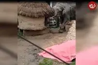 (ویدئو) وقتی فیل غول پیکر در فضای شهری به سیم آخر می‌زند!