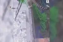 ویدیو/ پلنگ فراری از باغ وحش، ۶ نفر را در شهر درید!