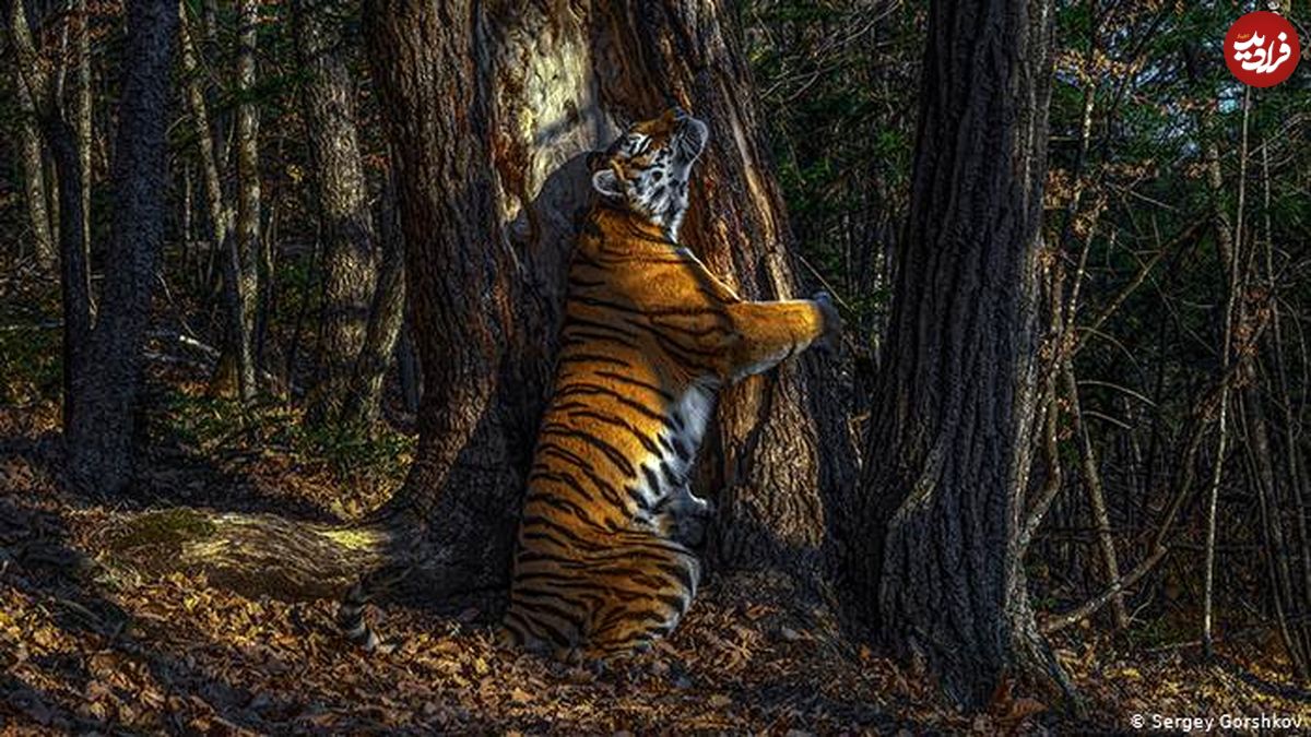 تصاویر/ برندگان عکاسی از دنیای حیات وحش در ۲۰۲۰