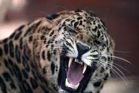 ماجرای پیدا شدن دو توله پلنگ نادر در روسیه