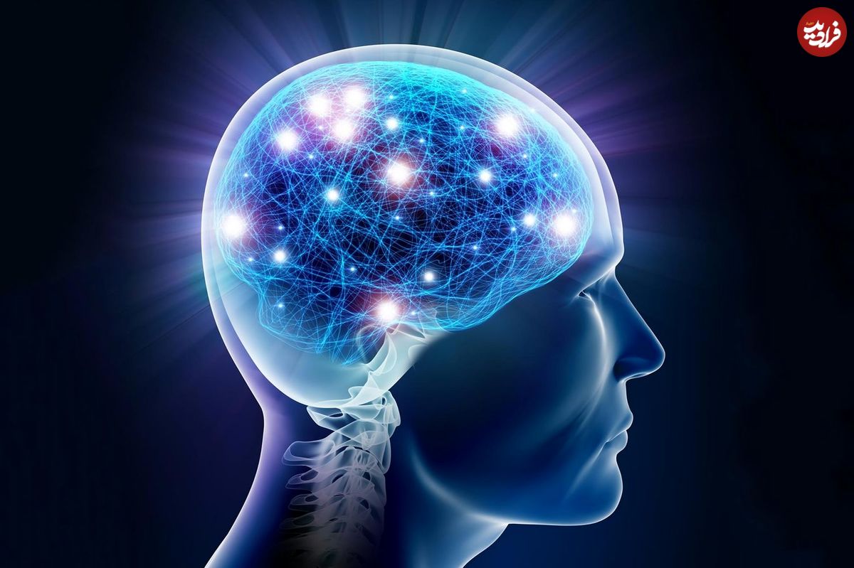 اندازه مغز انسان در طول عمر تغییر می‌کند؟!