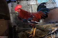 تصاویر/ جنگ خروس‌ها سرگرمی کشور فقیر
