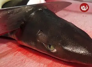 ببینید| غذای خیابانی در کره؛ برش زدن کوسه و تهیه دو نوع غذا با آن در پوهانگ