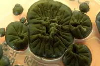 «قارچ چرنوبیل»؛ موجودی که از تابش رادیواکتیو انرژی می‌گیرد