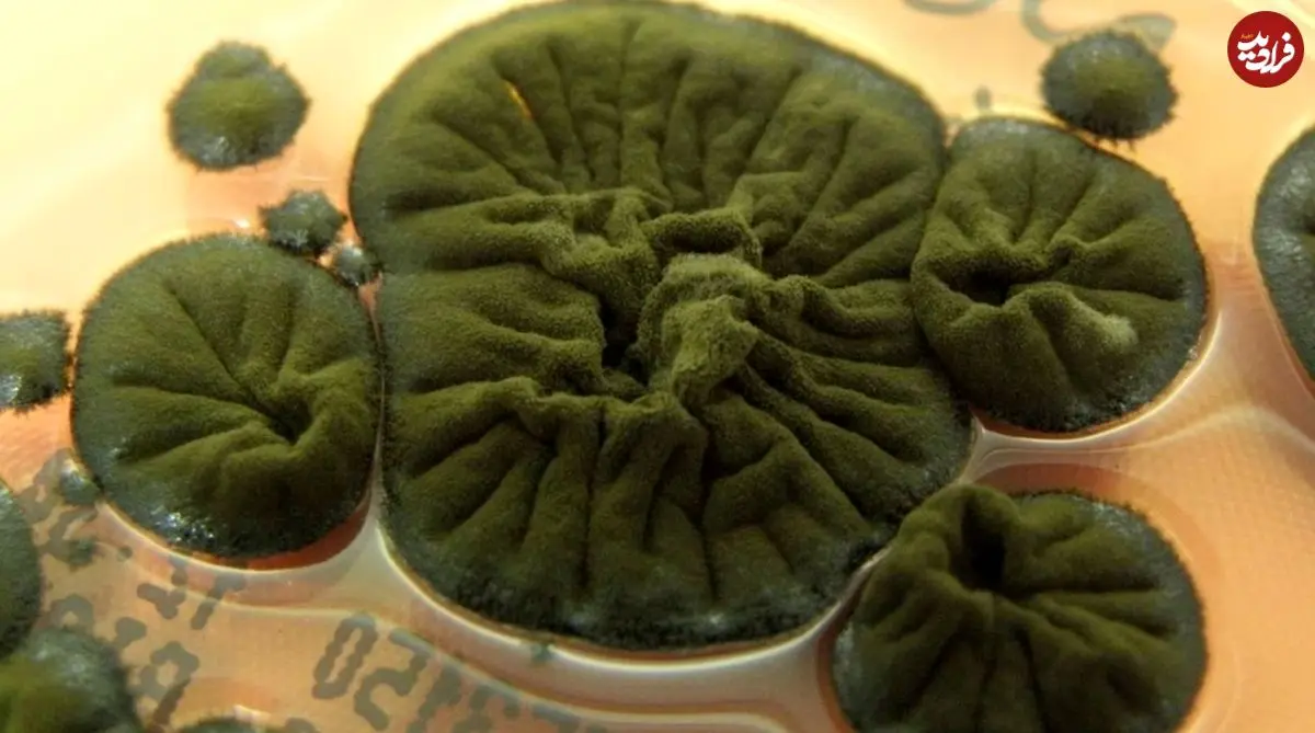 «قارچ چرنوبیل»؛ موجودی که از تابش رادیواکتیو انرژی می‌گیرد