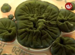 «قارچ چرنوبیل»؛ موجودی که از تابش رادیواکتیو انرژی می‌گیرد