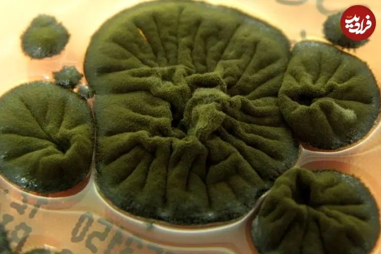 «قارچ چرنوبیل»؛ موجودی که از تابش رادیواکتیو انرژی می‌گیرد