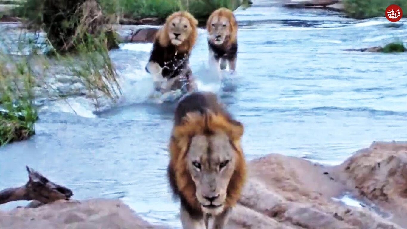 (ویدئو) عبور خیره کننده سه شیر نر از رودخانه
