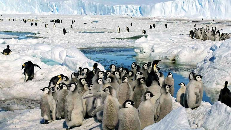 کشف گلّه‌های جدید پنگوئن در قطب جنوب