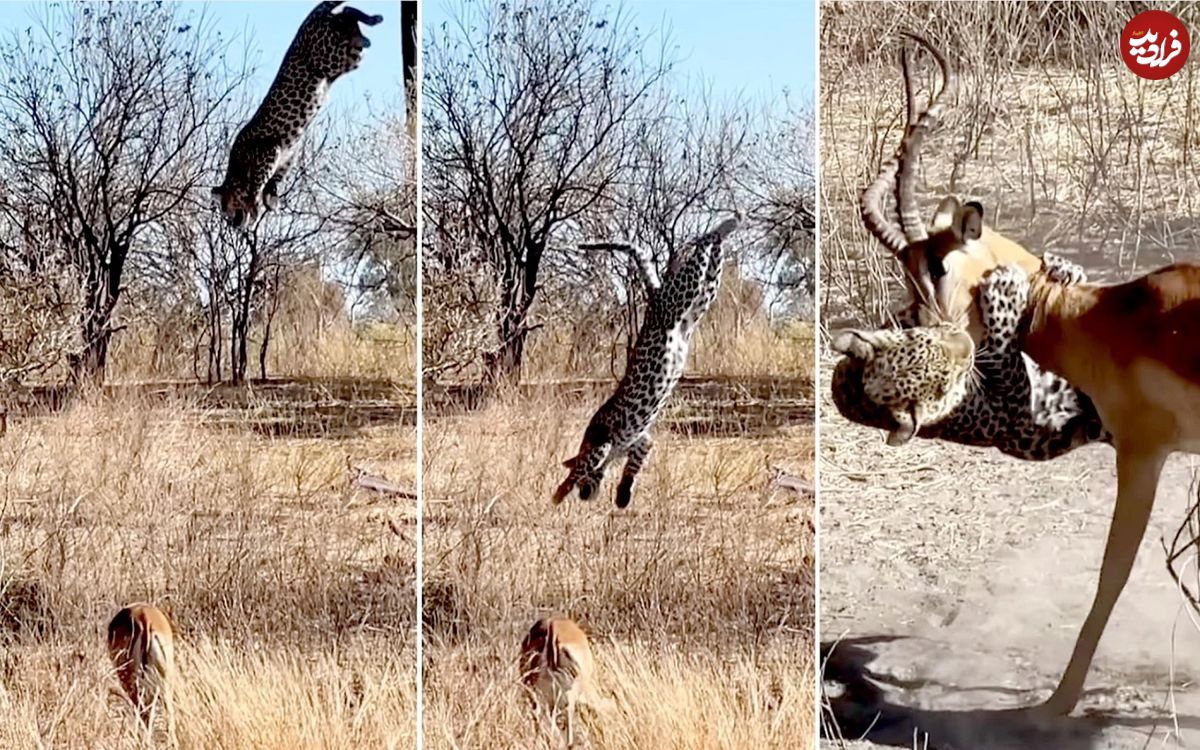 (ویدئو) پلنگ حیله‌گر از بالای درخت روی ایمپالا پرید و شکارش کرد!