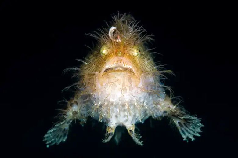 تصاویر/ موجودات دریایی عجیب با چهره‌های ترسناک