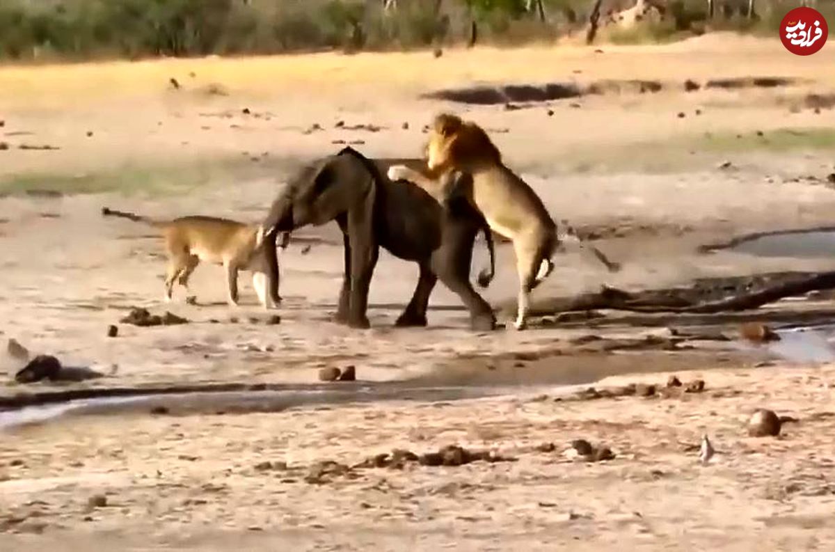 (ویدئو) بچه فیل حواس پرت وارد دام مرگبار شیرها شد!