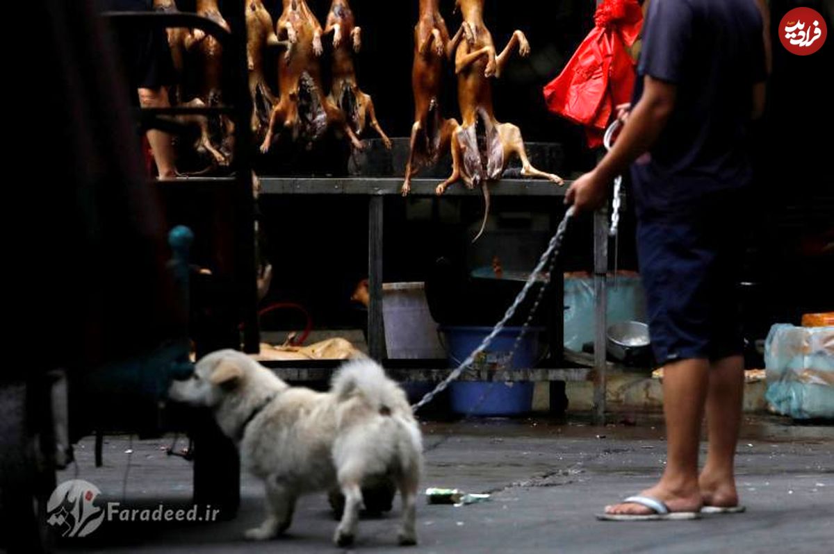 تصاویر/ فیستوال گوشت سگ در چین
