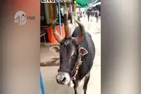 ویدیو/ گاو عجیبی با 3 شاخ!