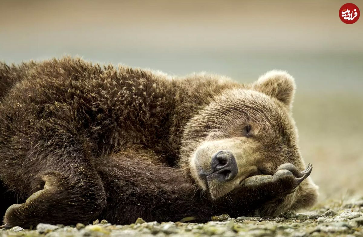 ۱۰ حقیقت جالب در مورد خرس‌ها