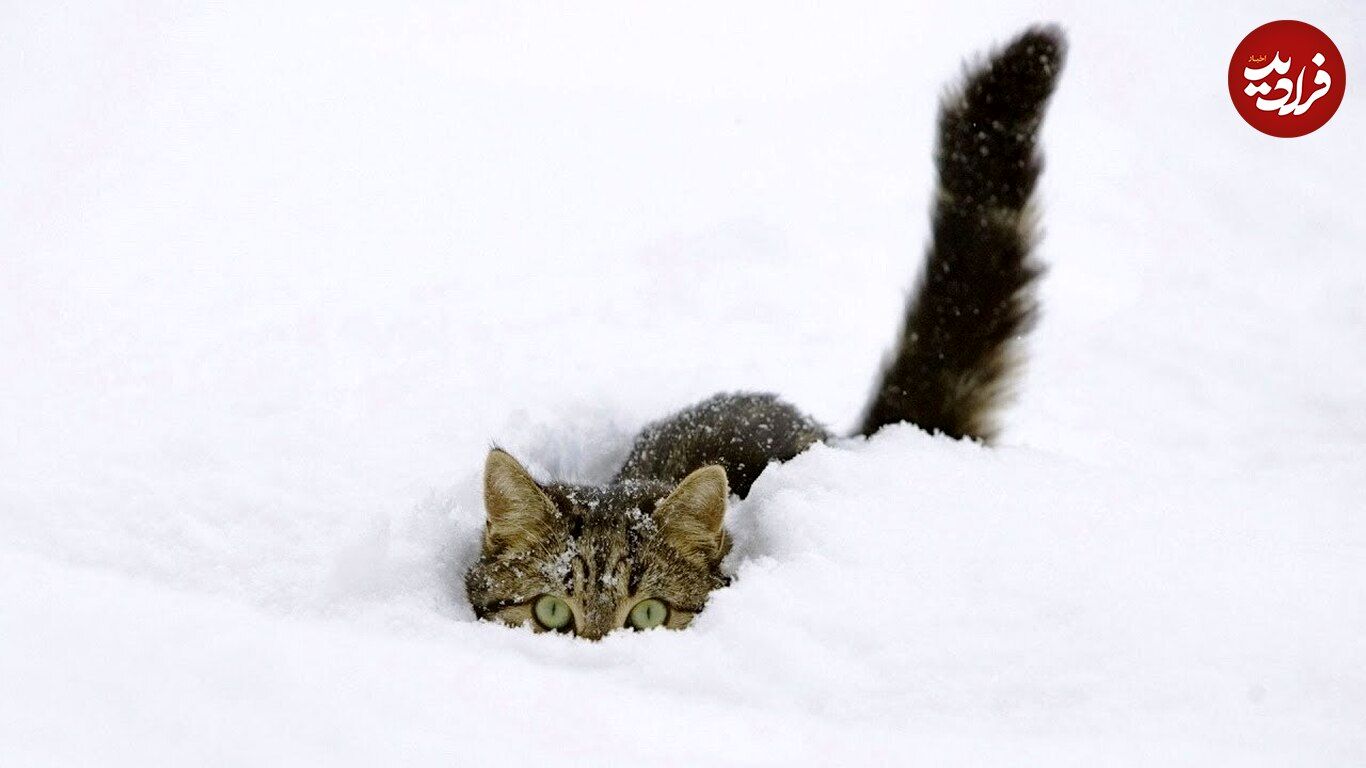 (ویدئو) واکنش باورنکردنی یک گربه بازیگوش به برف!