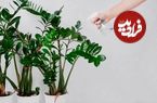 تصاویر؛ ۶ گیاه آپارتمانی حساس