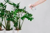 تصاویر؛ ۶ گیاه آپارتمانی حساس