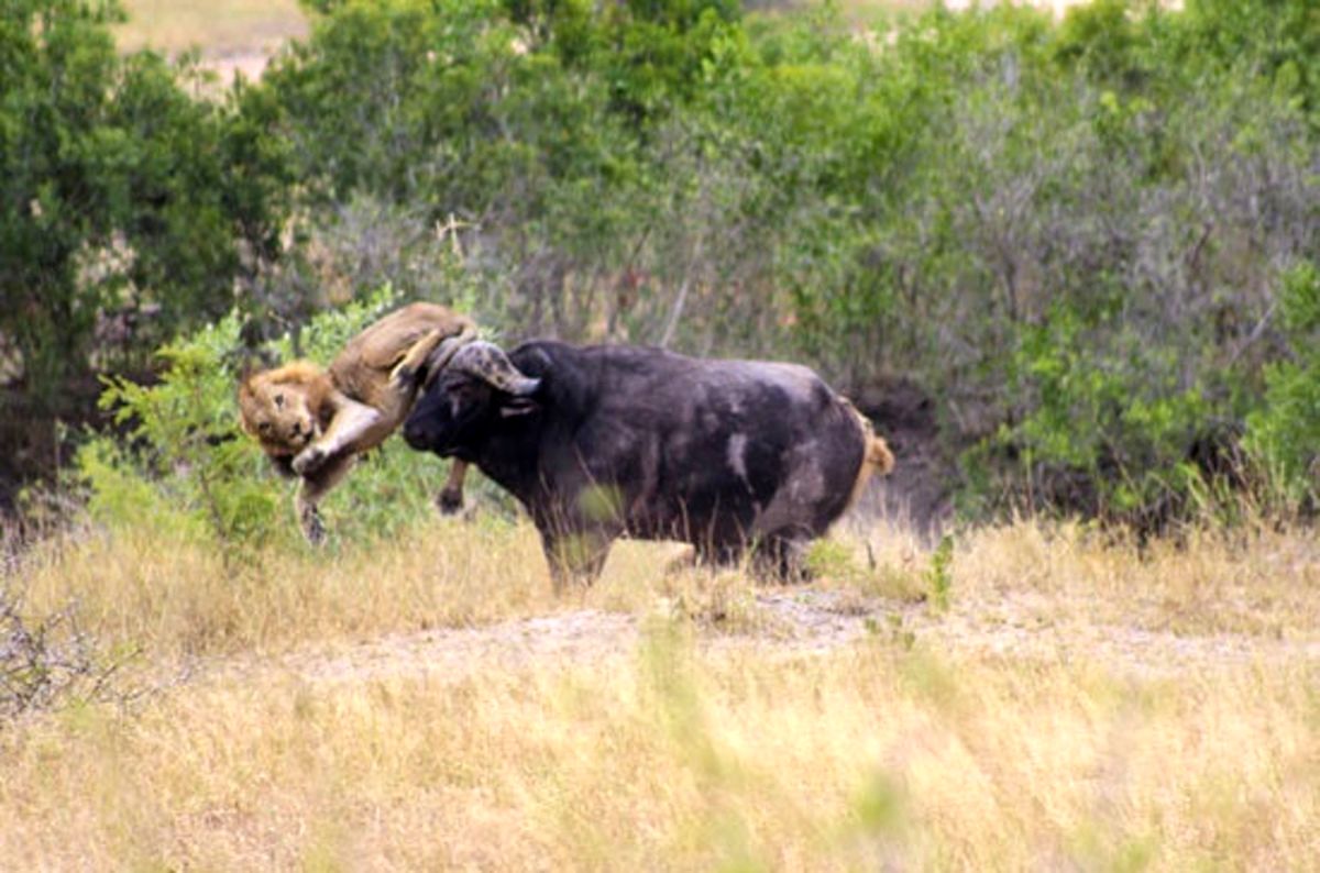 (ویدئو) جدال نفس‌گیر گاو وحشی آفریقایی با شیر گرسنه