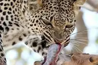 ببینید؛ وقتی روده شکار، غذای پلنگ می‌شود؛ هیچ چیز در طبیعت هدر نمی‌رود