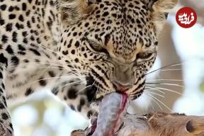 ببینید؛ وقتی روده شکار، غذای پلنگ می‌شود؛ هیچ چیز در طبیعت هدر نمی‌رود