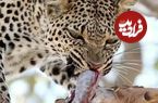 ببینید؛ وقتی روده شکار، غذای پلنگ می‌شود؛ هیچ چیز در طبیعت هدر نمی‌رود