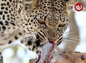 ببینید؛ وقتی روده شکار، غذای پلنگ می‌شود؛ هیچ چیز در طبیعت هدر نمی‌رود