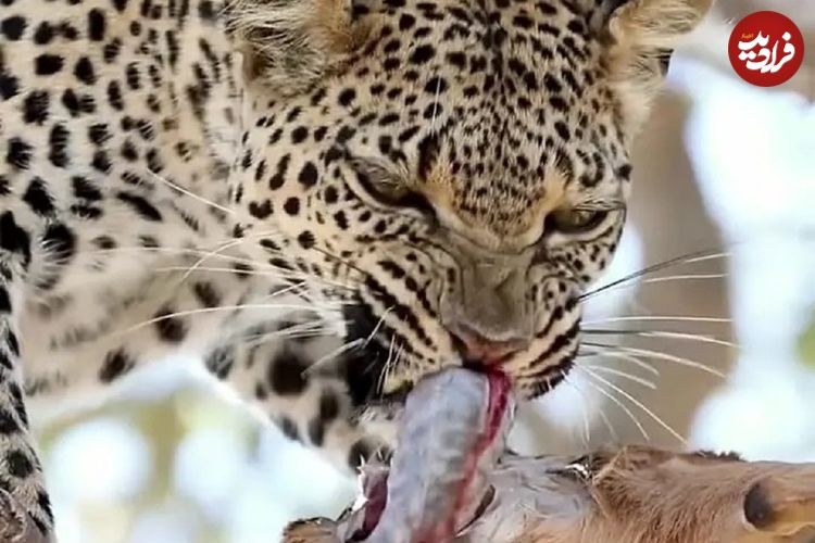 ببینید؛ وقتی روده شکار، غذای پلنگ می‌شود؛ هیچ چیز در طبیعت هدر نمی‌رود