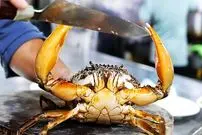 ببینید| غذای خیابانی در ویتنام؛ پخت غذاهای پرطرفدار با خرچنگ گِلی غول‌پیکر در هانوی