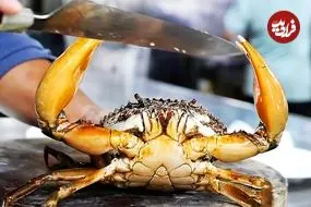 ببینید| غذای خیابانی در ویتنام؛ پخت غذاهای پرطرفدار با خرچنگ گِلی غول‌پیکر در هانوی