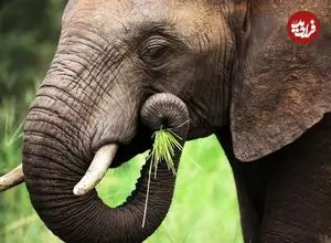 فیل‌ها بدون سبیل‌های روی خرطومشان تقریباً نابینا هستند!