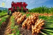 ببینید| چگونه هندی ها با استفاده از فناوری مدرن زنجبیل را کشت و برداشت می‌کنند؟