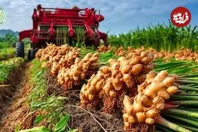 ببینید| چگونه هندی ها با استفاده از فناوری مدرن زنجبیل را کشت و برداشت می‌کنند؟