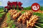 ببینید| چگونه هندی ها با استفاده از فناوری مدرن زنجبیل را کشت و برداشت میکنند؟