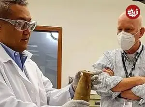 رمزگشایی از کوزه هخامنشی در مصر: ظرف‌های سلطنتی حاوی تریاک بودند