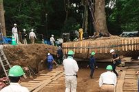 تصاویر؛ نگاهی به هنر جا‌به‌جایی درختان در ژاپن