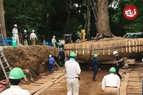 تصاویر؛ نگاهی به هنر جا‌به‌جایی درختان در ژاپن