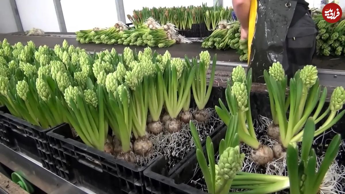 (ویدئو) فرآیند کاشت میلیون ها گل سنبل در هلند بدون نیاز به خاک