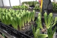 (ویدئو) فرآیند کاشت میلیون ها گل سنبل در هلند بدون نیاز به خاک