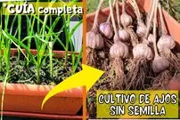 (ویدئو) چگونه سیر را مثل آب خوردن در خانه بکاریم و برداشت کنیم؟