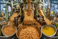 (ویدئو) روغن بادام زمینی چگونه در کارخانه تولید می شود؟ 