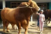 (ویدئو) تجمع مردم اندونزی در بازار گاوفروش ها برای دیدن گاو غول پیکر 1494 کیلویی