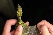 تصاویر| مشاهده گونه خیره‌کننده «دراکو ماکسیموس»؛ اژدهای پرنده در لنز دوربین عکاسان حیات وحش 